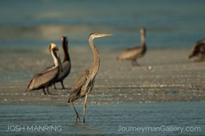 Josh Manring Photographer Decor Wall Art -  Florida Birds Everglades -44.jpg